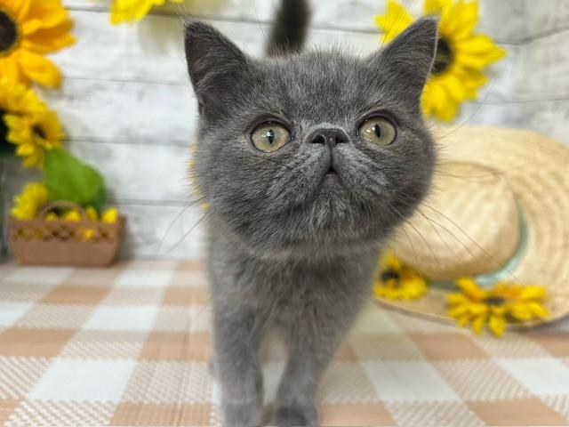 animal_image