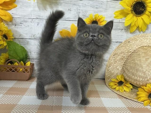 animal_image