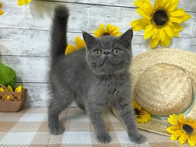 animal_image