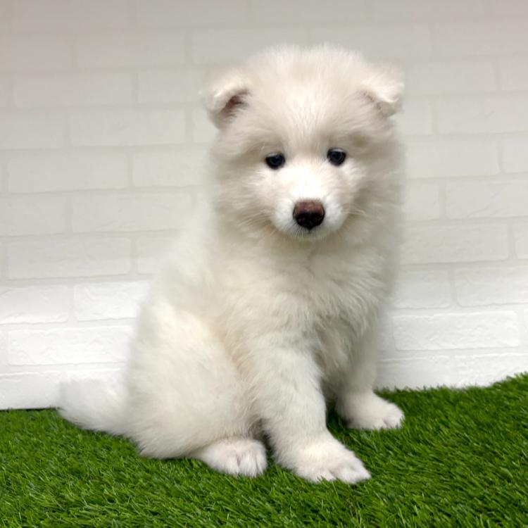 animal_image