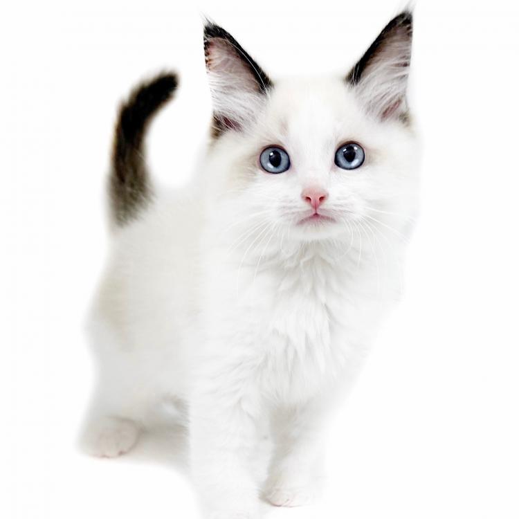 animal_image
