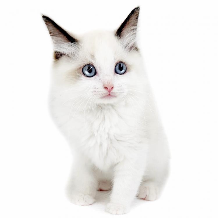 animal_image