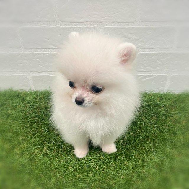 animal_image