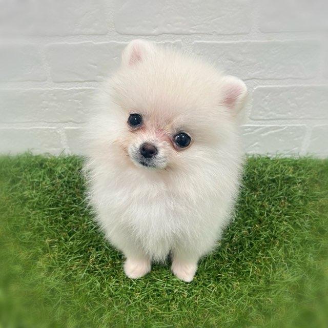 animal_image