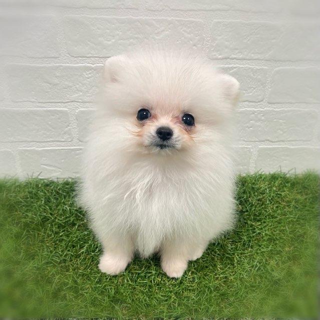 animal_image