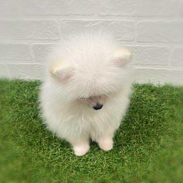 animal_image