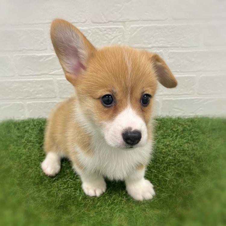 animal_image