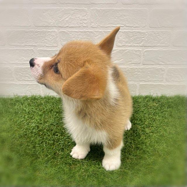 animal_image