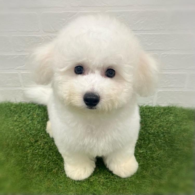 animal_image