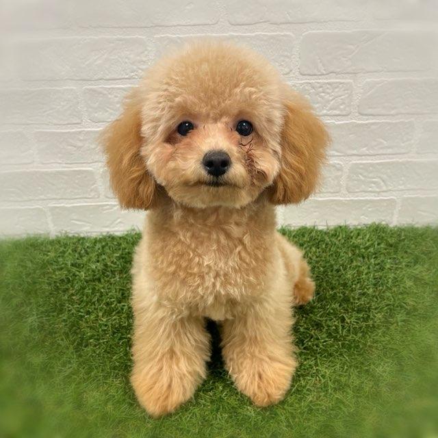 animal_image