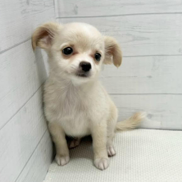 animal_image