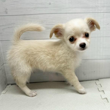 animal_image