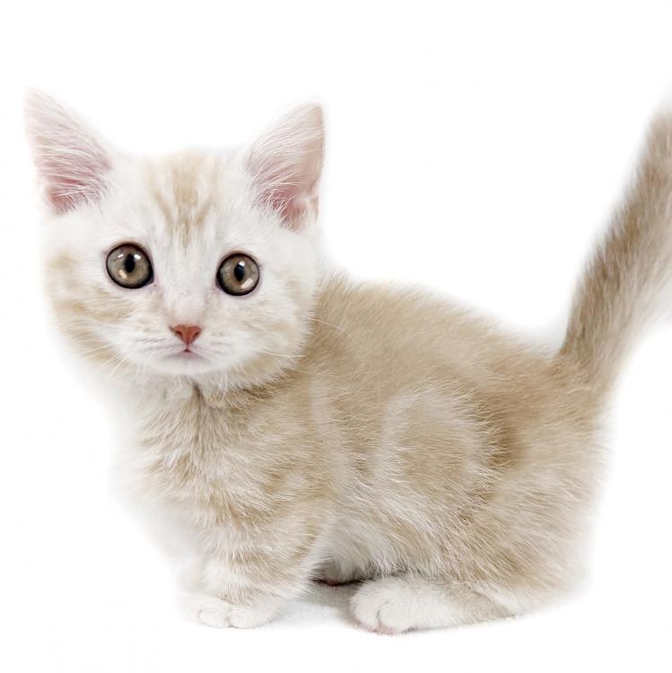 animal_image