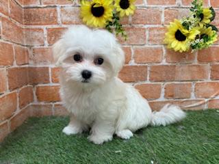 animal_image
