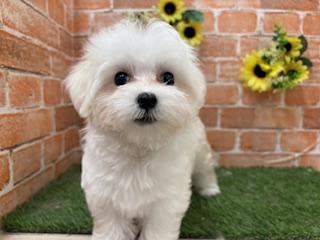 animal_image