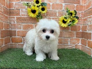 animal_image
