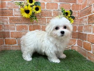 animal_image