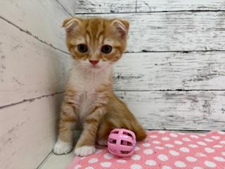 animal_image