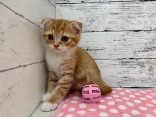 animal_image
