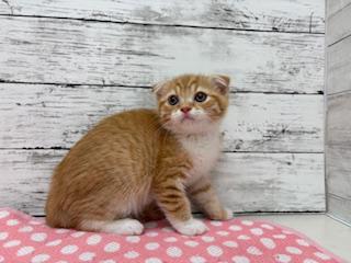 animal_image