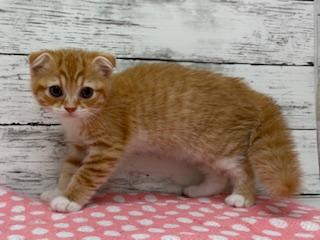 animal_image