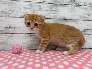animal_image