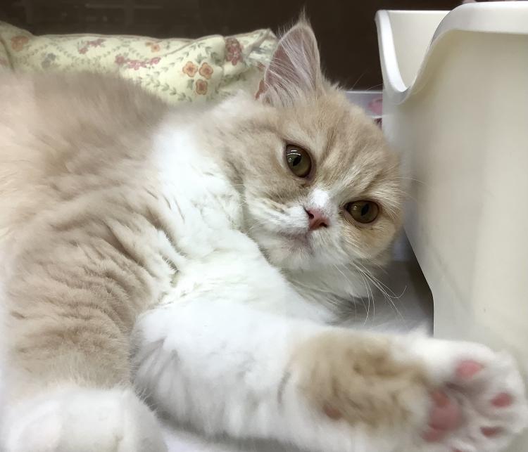 animal_image