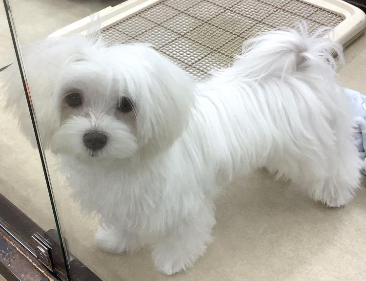 animal_image