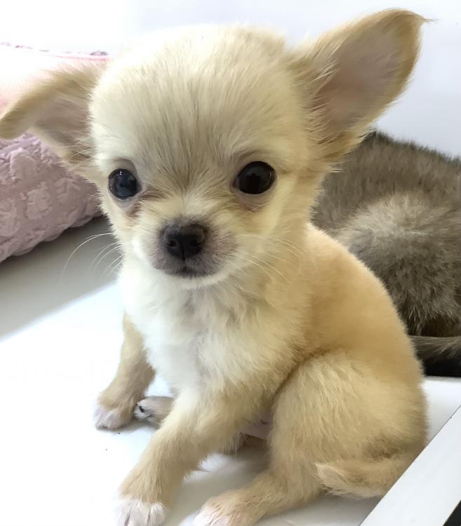 animal_image