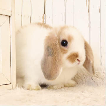 animal_image