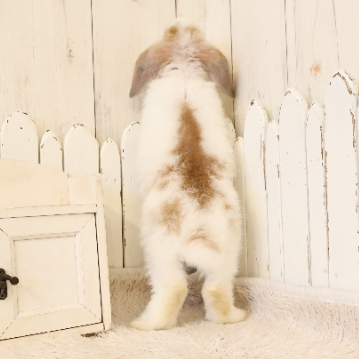 animal_image