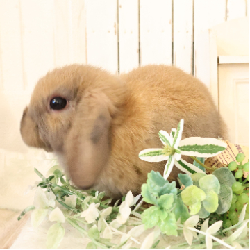 animal_image