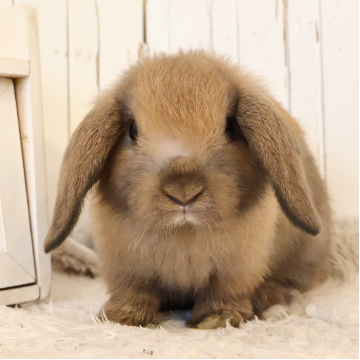animal_image
