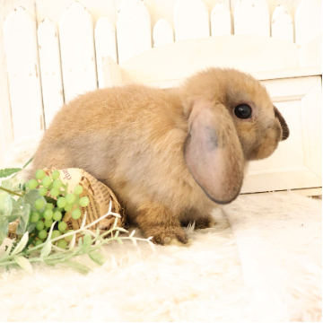 animal_image