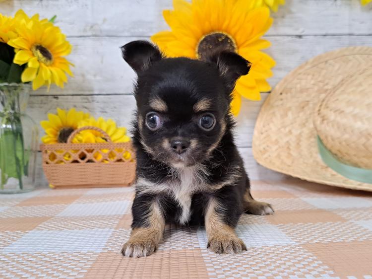 animal_image