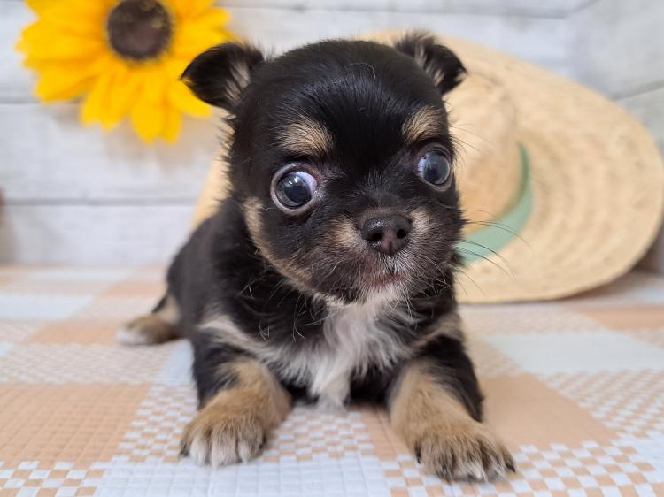 animal_image