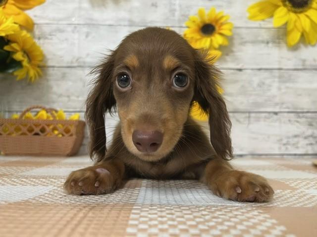 animal_image