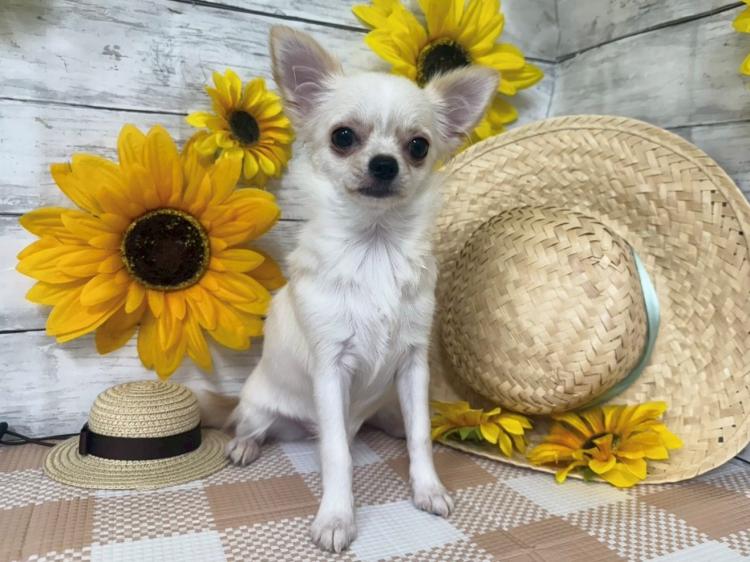 animal_image
