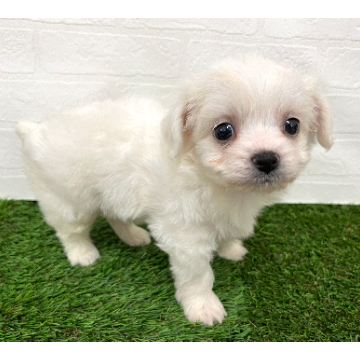 animal_image