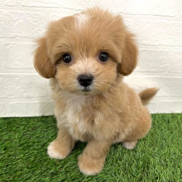 animal_image