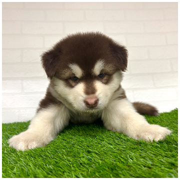 animal_image