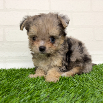 animal_image