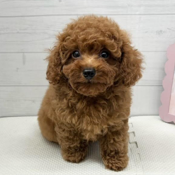 animal_image