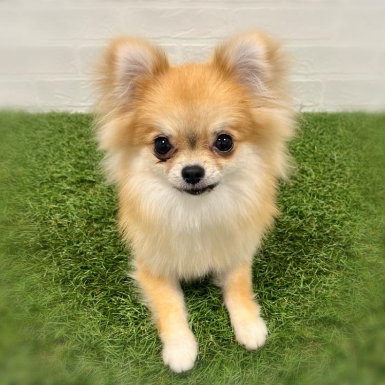 animal_image