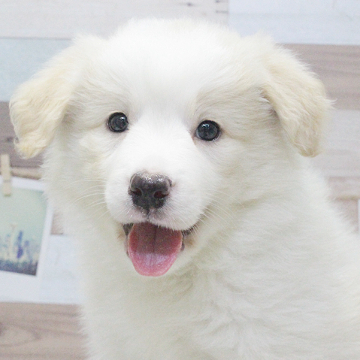animal_image