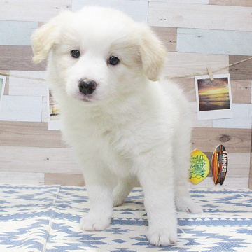 animal_image