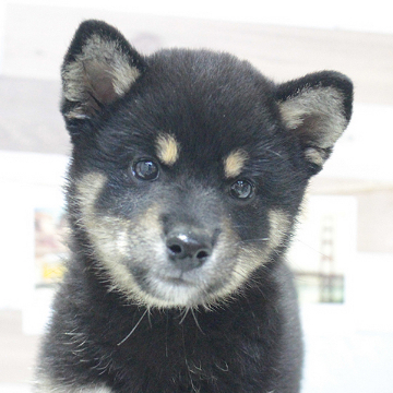 animal_image