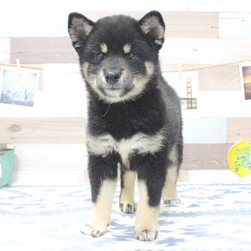 animal_image