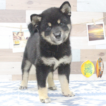 animal_image