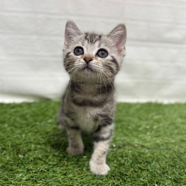 animal_image
